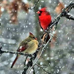 Meet your Posher, Williams